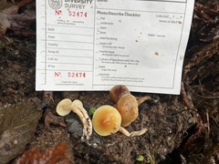 Hypholoma capnoides