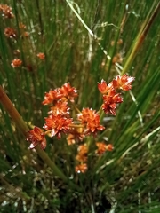 Juncus holoschoenus
