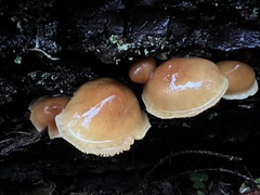 Hypholoma capnoides