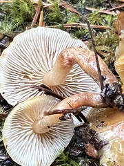 Hypholoma capnoides