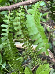 Arthropteris palisotii
