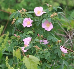 Rosa arkansana