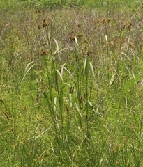 Scirpus atrovirens