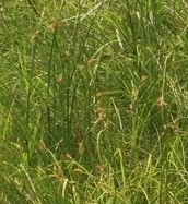 Juncus torreyi