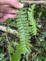 Arthropteris palisotii