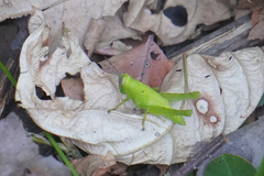 Abracris flavolineata