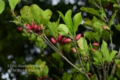 Synsepalum dulcificum