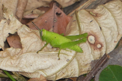 Abracris flavolineata