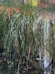 Typha orientalis