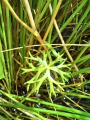 Ranunculus inundatus