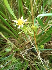 Ranunculus inundatus
