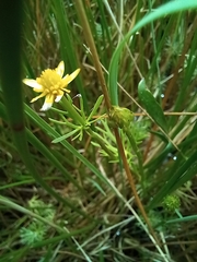 Ranunculus inundatus