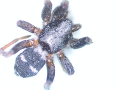 Sergiolus