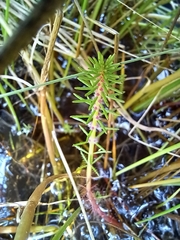 Myriophyllum simulans