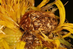 Xeloma tomentosa