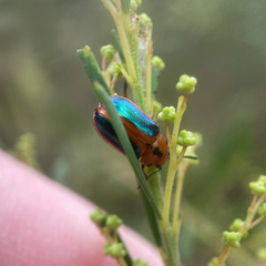 Calomela curtisi