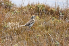 Anthus novaeseelandiae