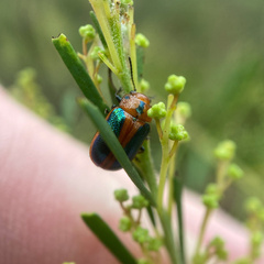Calomela curtisi