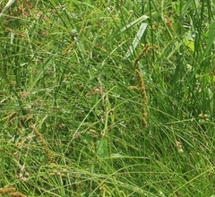 Juncus dudleyi