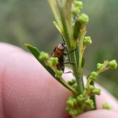 Calomela curtisi