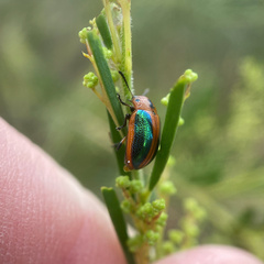 Calomela curtisi