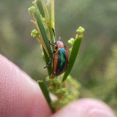 Calomela curtisi