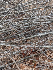 Carya tomentosa