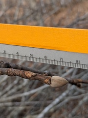 Carya tomentosa