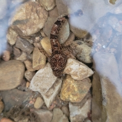 Cottus