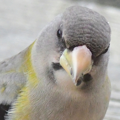 Evening Grosbeak, photo 7 of 8