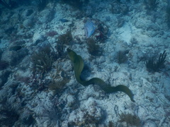 Gymnothorax funebris