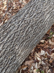Carya tomentosa
