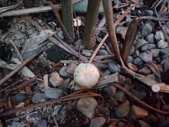 Agaricales