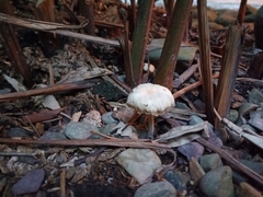 Agaricales