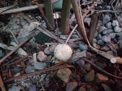 Agaricales