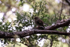 Petroica macrocephala toitoi