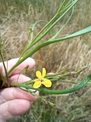 Goodenia gracilis
