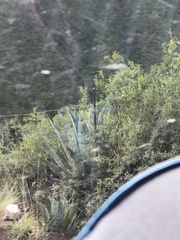 Agave cordillerensis