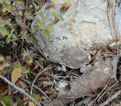 Phrynosoma braconnieri