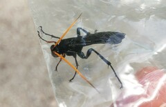 Gnamptopelta obsidianator