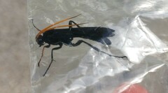 Gnamptopelta obsidianator