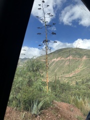 Agave cordillerensis