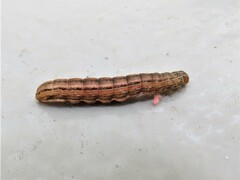 Mythimna