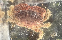 Paraxanthias taylori