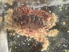 Paraxanthias taylori