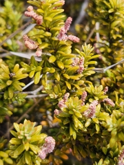 Podocarpus nivalis