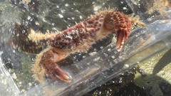 Paraxanthias taylori