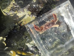 Paraxanthias taylori