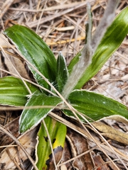 Celmisia spectabilis spectabilis