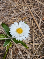 Celmisia spectabilis spectabilis